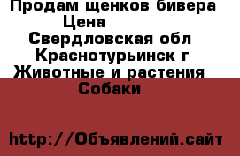 Продам щенков бивера › Цена ­ 20 000 - Свердловская обл., Краснотурьинск г. Животные и растения » Собаки   